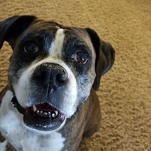 Meet your Posher, Bryce